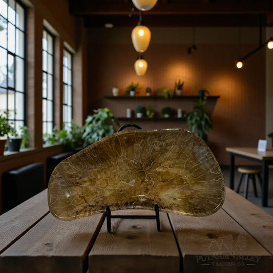 Coral Fossil Bowl Fossil Bowl