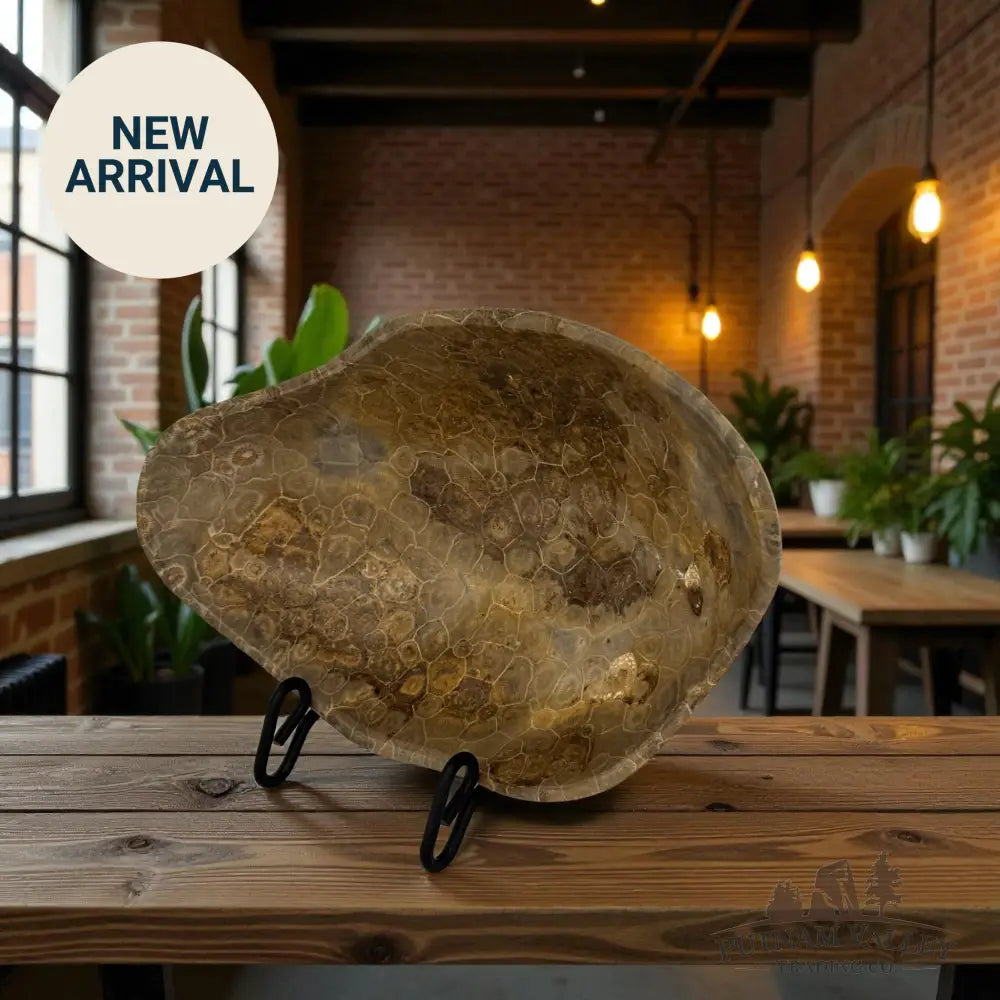 Coral Fossil Bowl Fossil Bowl