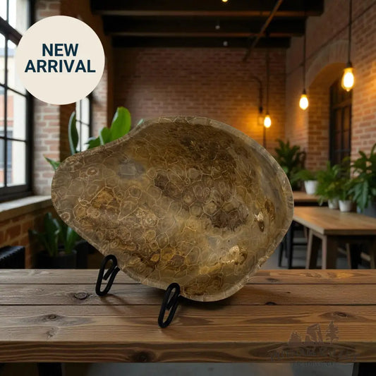 Coral Fossil Bowl Fossil Bowl