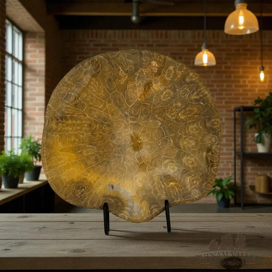 Coral Fossil Bowl Fossil Bowl