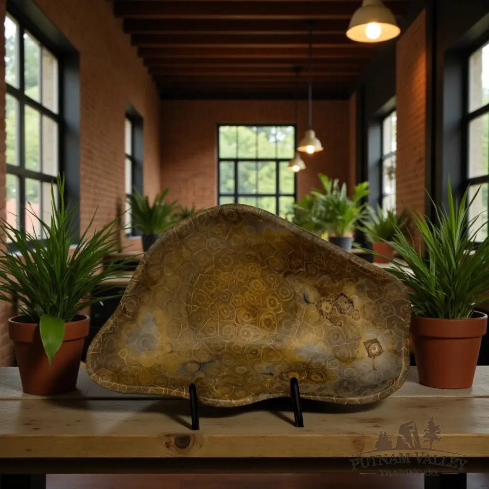 Coral Fossil Bowl Fossil Bowl