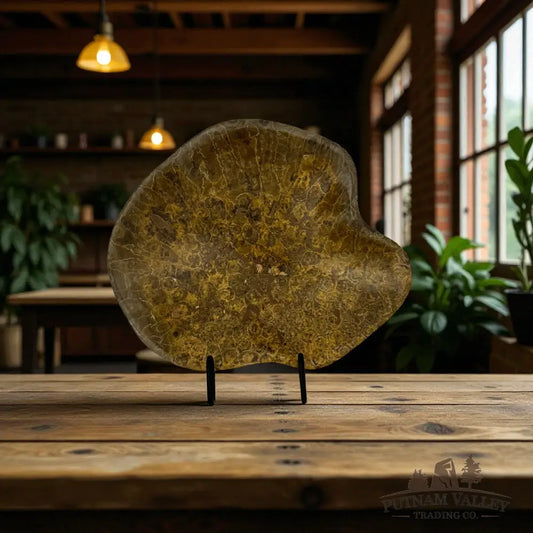 Coral Fossil Bowl Fossil Bowl