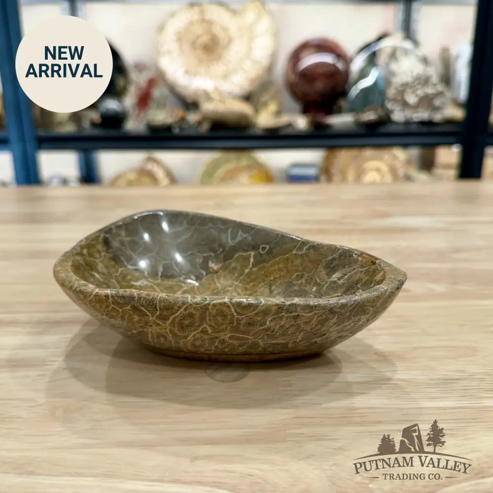 Coral Fossil Bowl 6.17’’ - Fossil Bowl