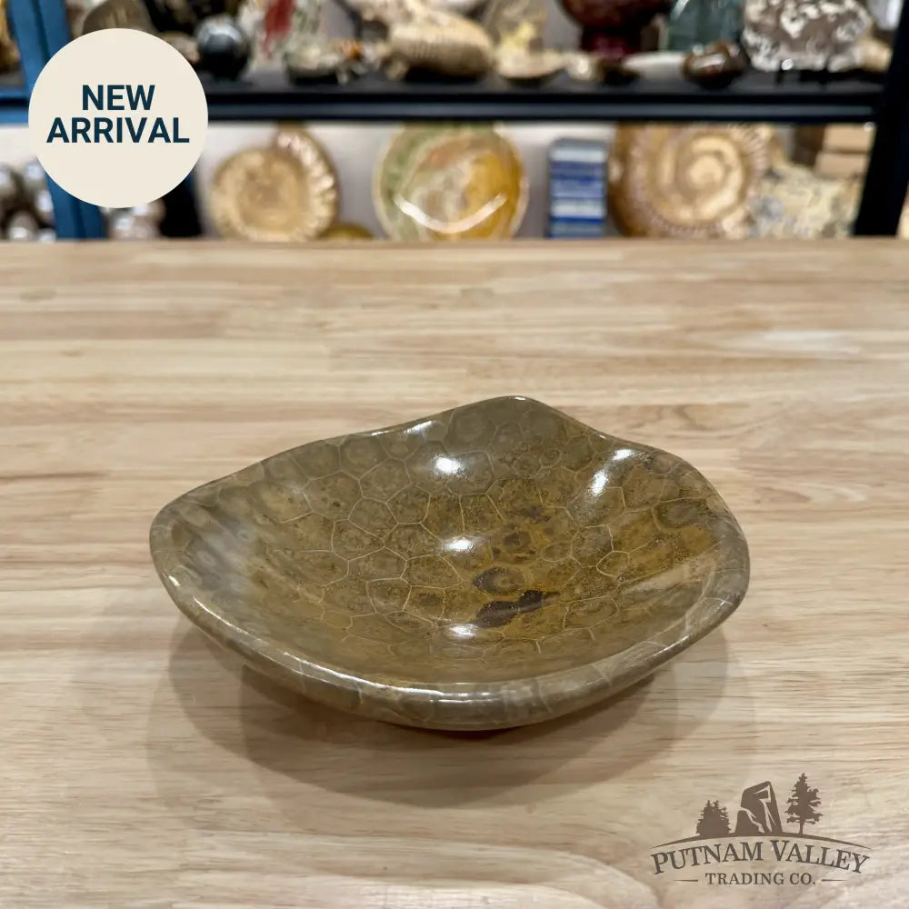 Coral Fossil Bowl 6.44’’ | Morocco - Fossil Bowl
