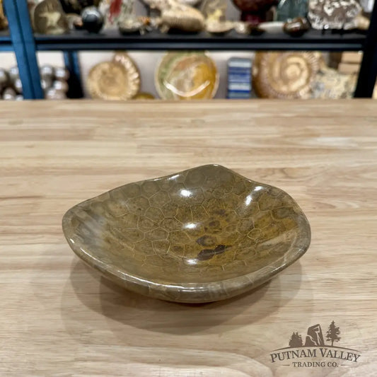 Coral Fossil Bowl 6.44’’ | Morocco - Fossil Bowl