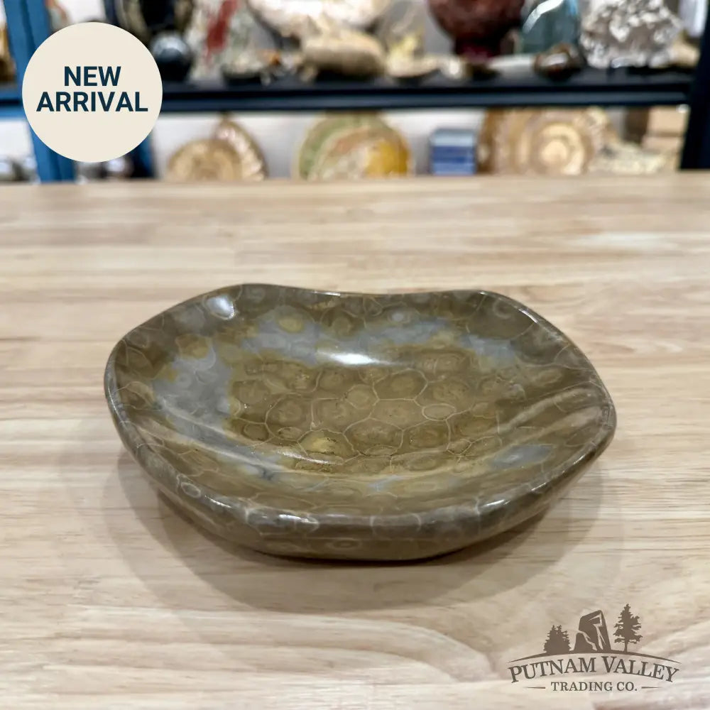 Coral Fossil Bowl 6.58’’ | Morocco - Fossil Bowl