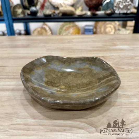 Coral Fossil Bowl 6.58’’ | Morocco - Fossil Bowl
