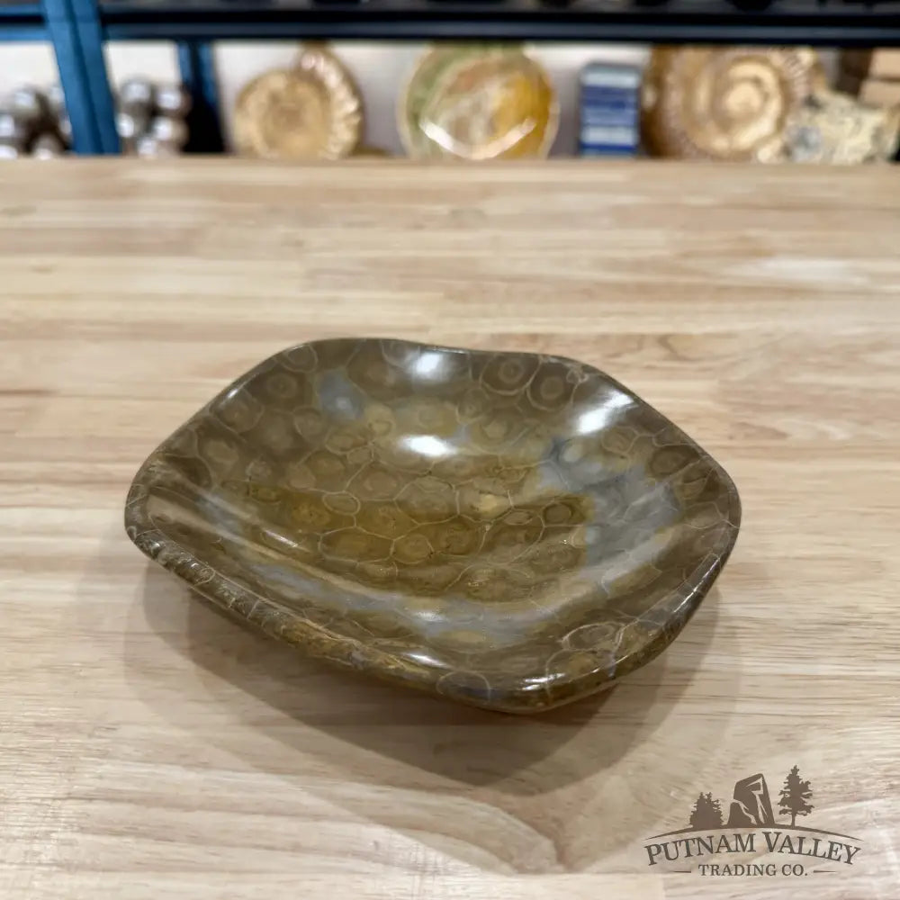 Coral Fossil Bowl 6.58’’ | Morocco - Fossil Bowl