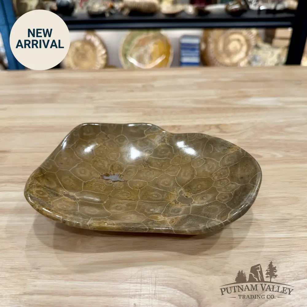 Coral Fossil Bowl 6.85’’ | Morocco - Fossil Bowl