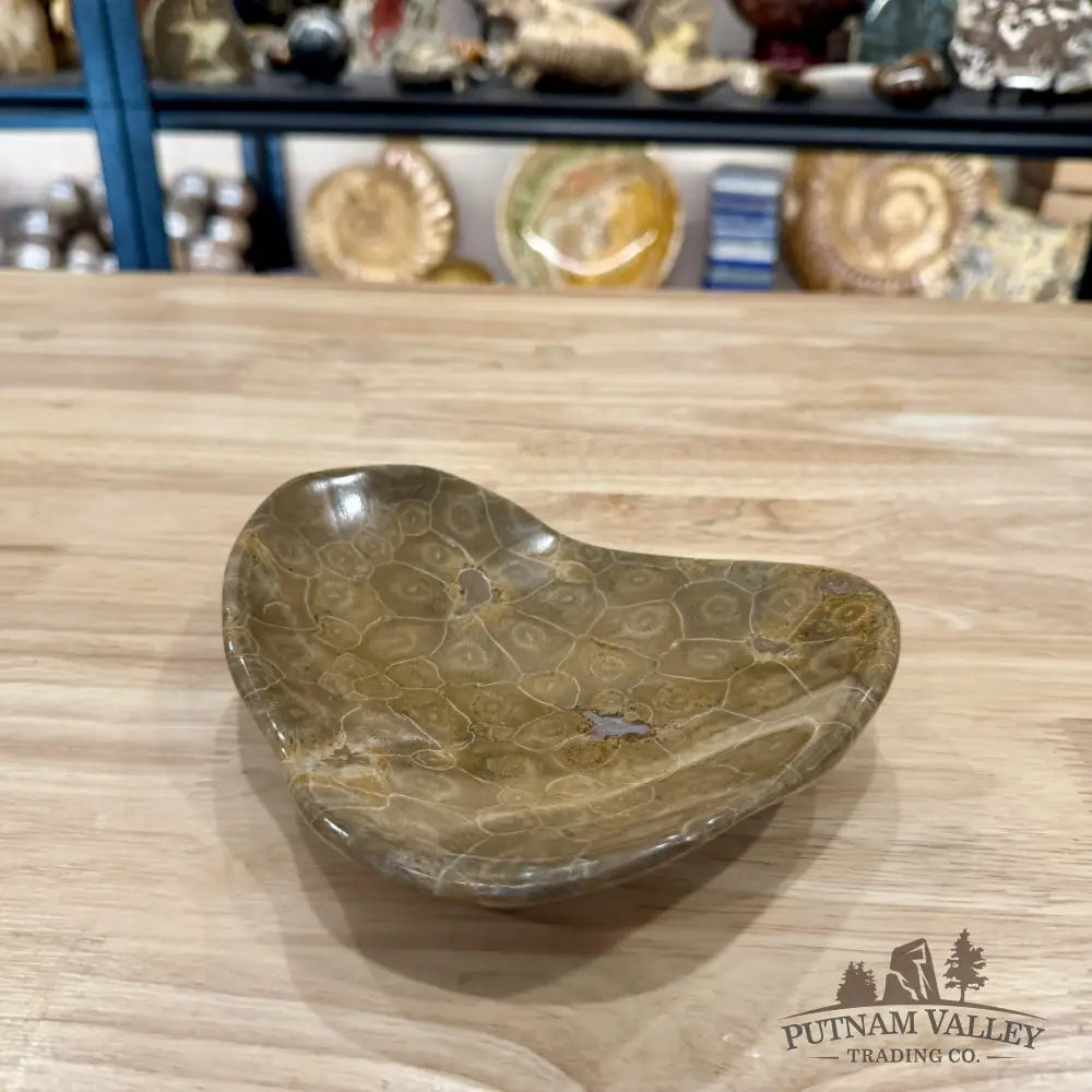 Coral Fossil Bowl 6.85’’ | Morocco - Fossil Bowl