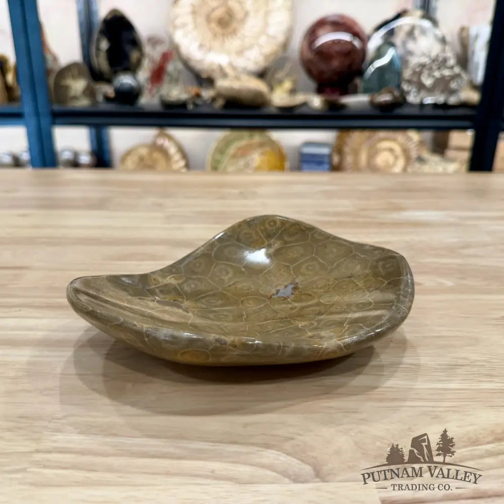 Coral Fossil Bowl 6.85’’ | Morocco - Fossil Bowl