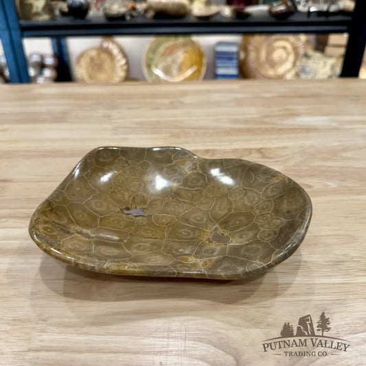Coral Fossil Bowl 6.85’’ | Morocco - Fossil Bowl