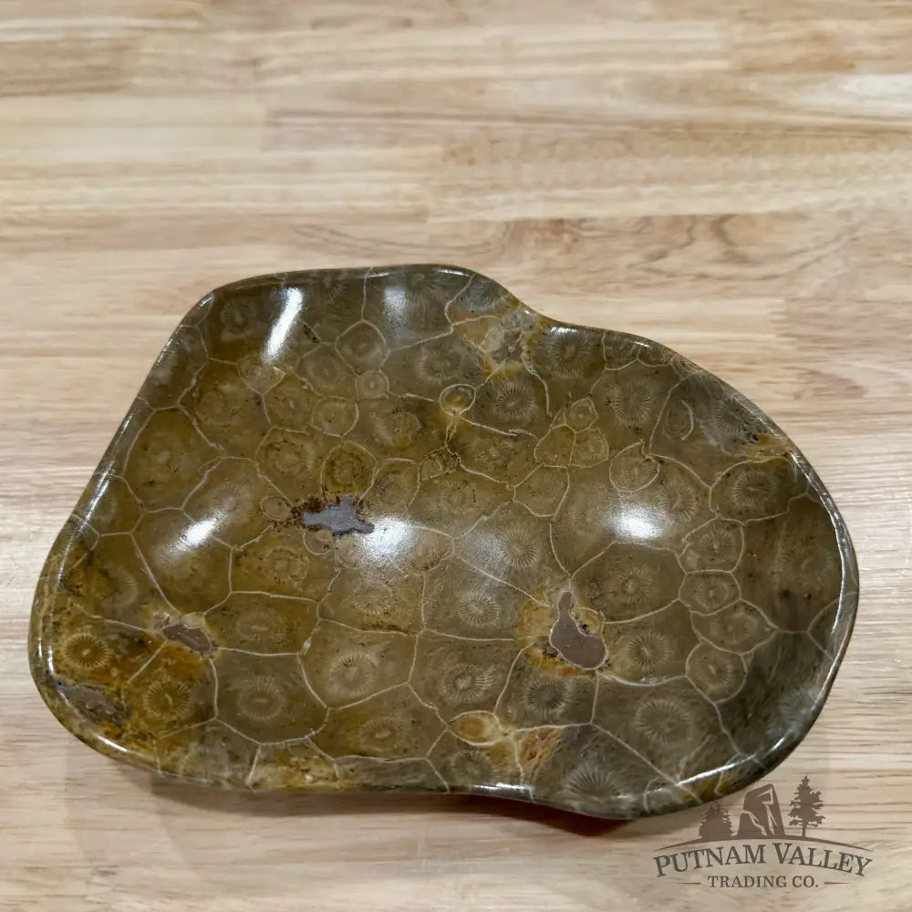 Coral Fossil Bowl 6.85’’ | Morocco - Fossil Bowl