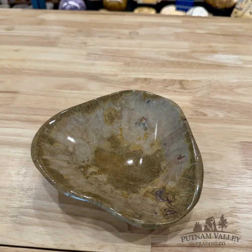 Coral Fossil Bowl 6.86’’ | Morocco - Fossil Bowl