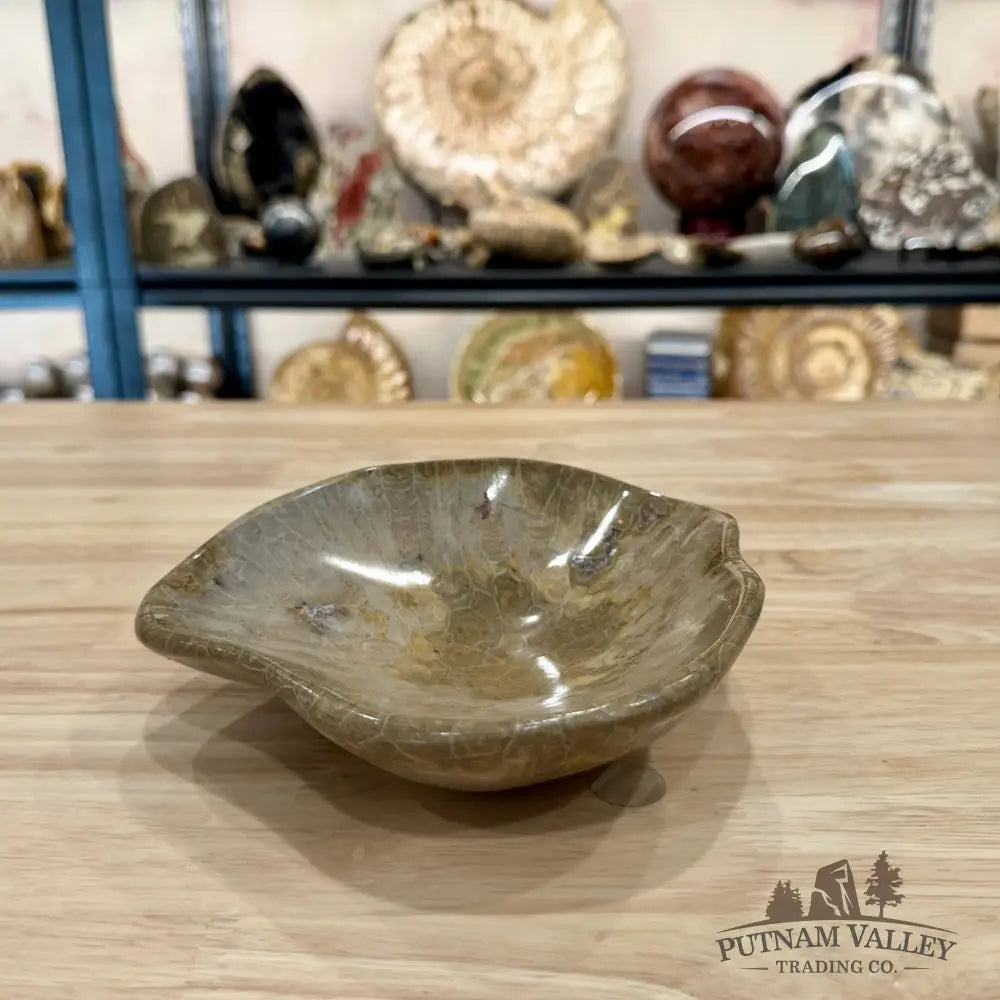 Coral Fossil Bowl 6.86’’ | Morocco - Fossil Bowl