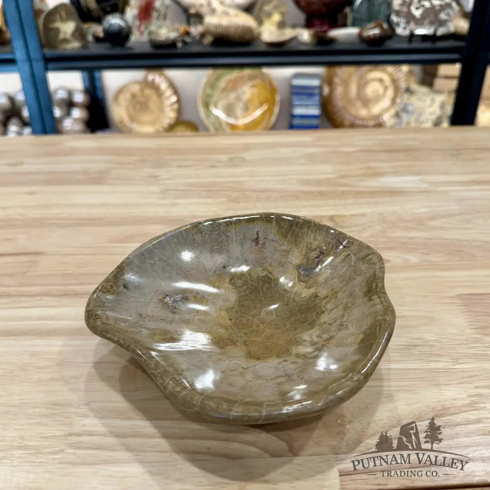 Coral Fossil Bowl 6.86’’ | Morocco - Fossil Bowl
