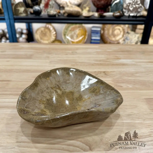 Coral Fossil Bowl 6.86’’ | Morocco - Fossil Bowl