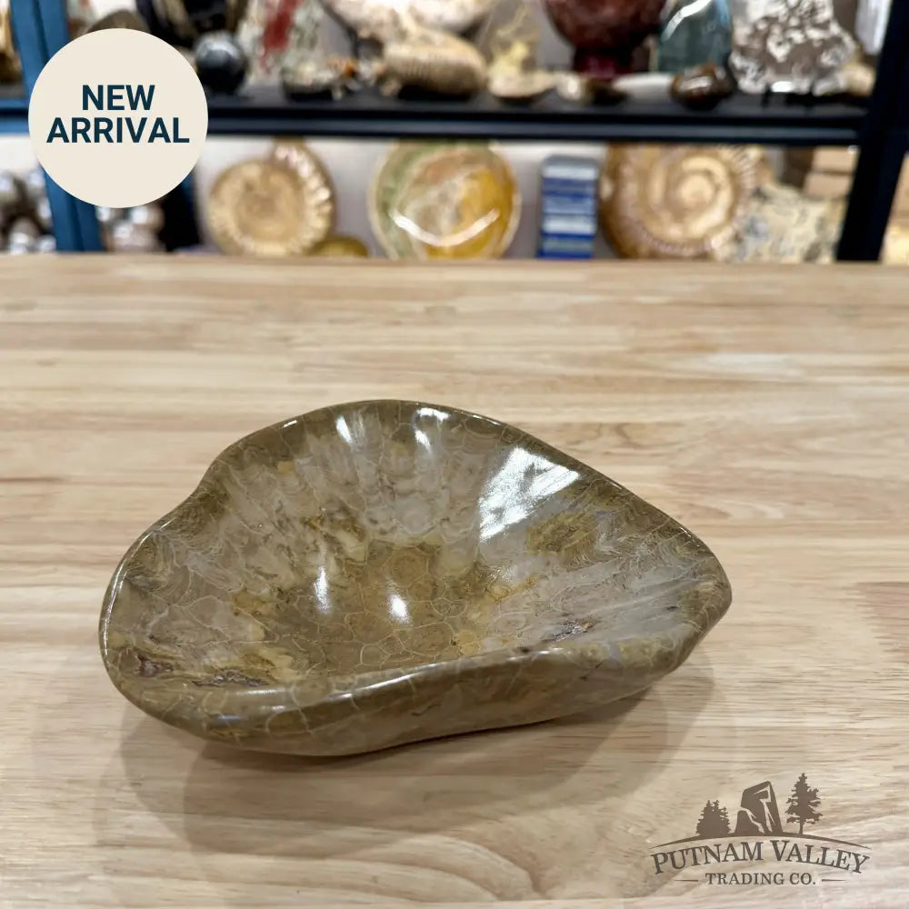 Coral Fossil Bowl 6.86’’ | Morocco - Fossil Bowl