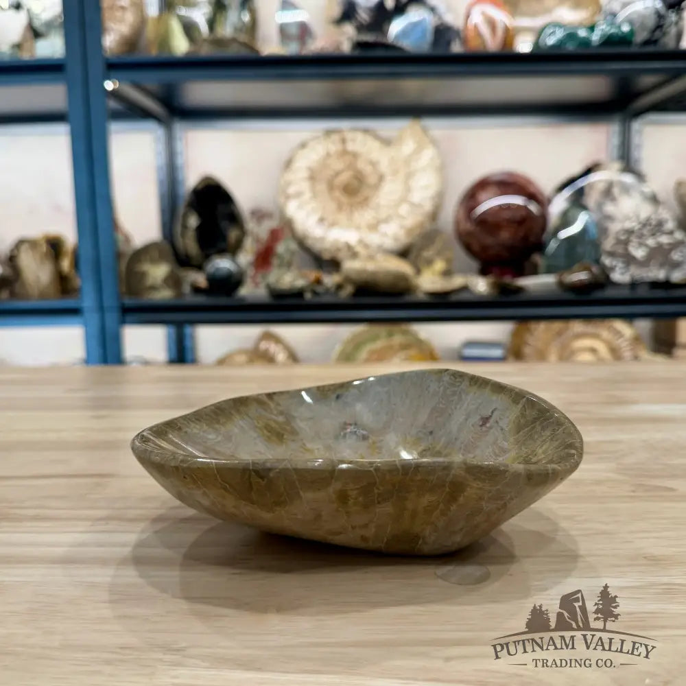 Coral Fossil Bowl 6.86’’ | Morocco - Fossil Bowl