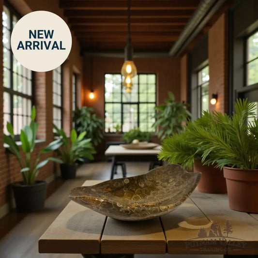 Coral Fossil Bowl Fossil Bowl