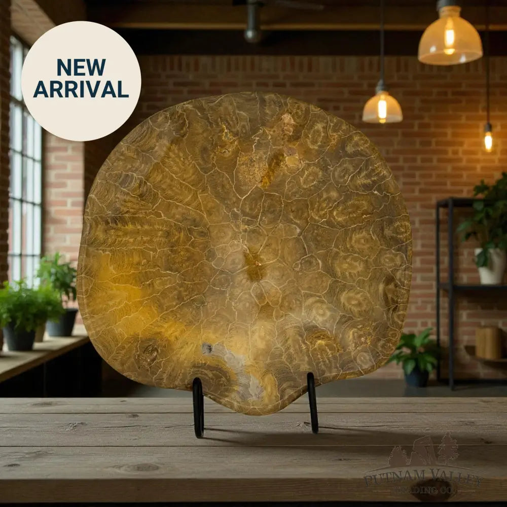 Coral Fossil Bowl Fossil Bowl