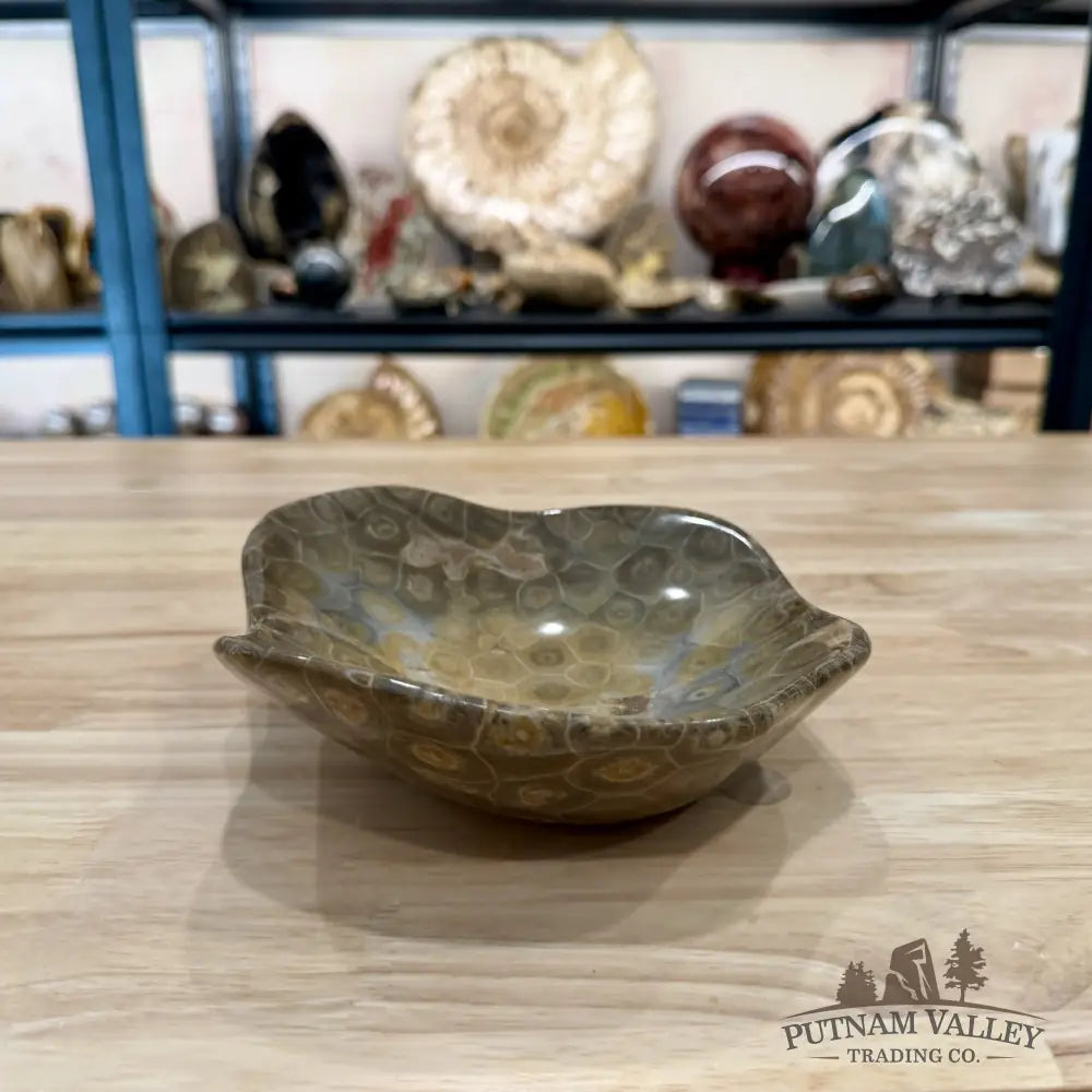 Coral Fossil Bowl 7.12’’ | Morocco - Fossil Bowl