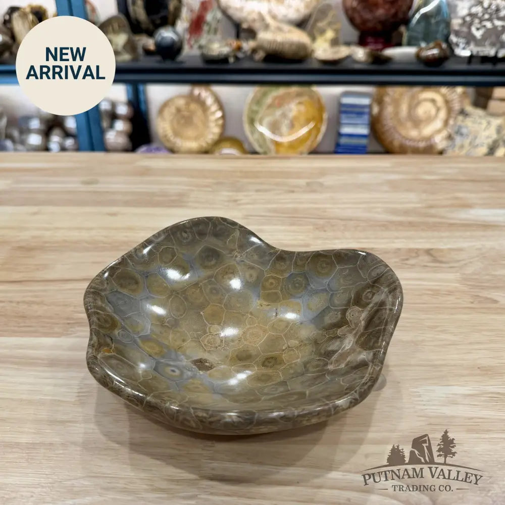 Coral Fossil Bowl 7.12’’ | Morocco - Fossil Bowl