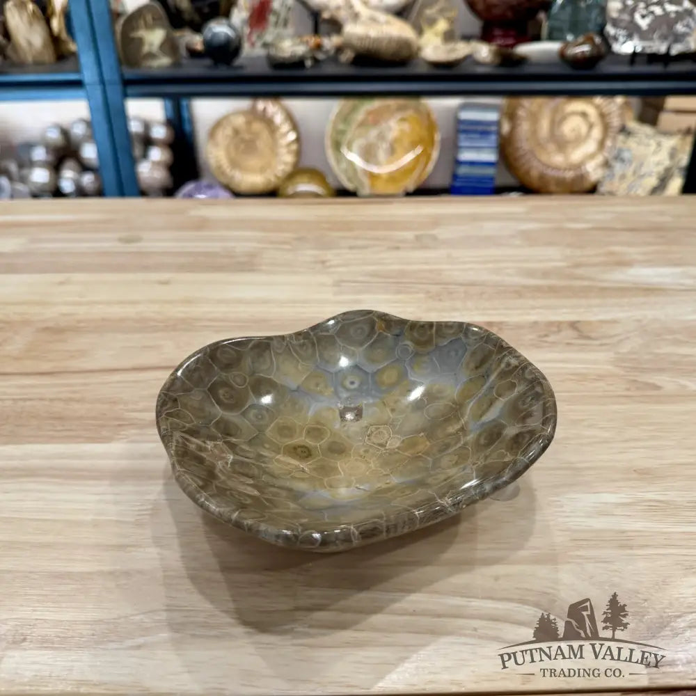 Coral Fossil Bowl 7.12’’ | Morocco - Fossil Bowl