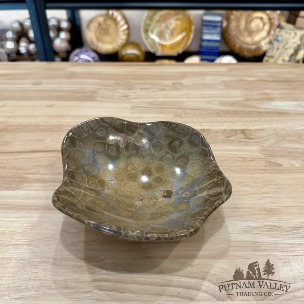 Coral Fossil Bowl 7.12’’ | Morocco - Fossil Bowl