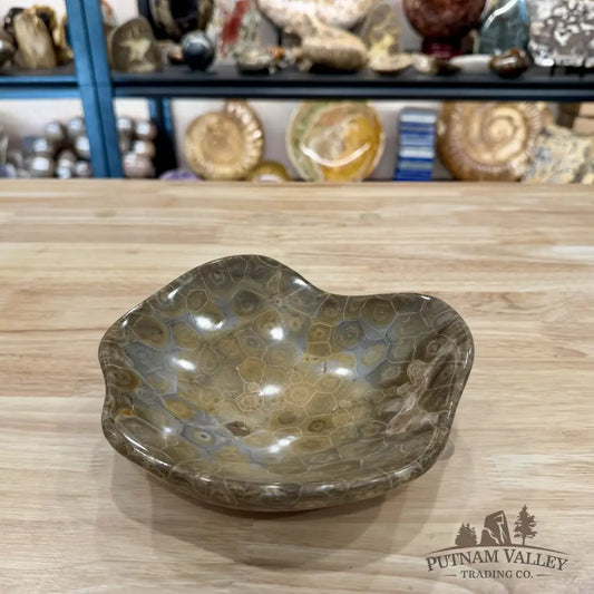 Coral Fossil Bowl 7.12’’ | Morocco - Fossil Bowl