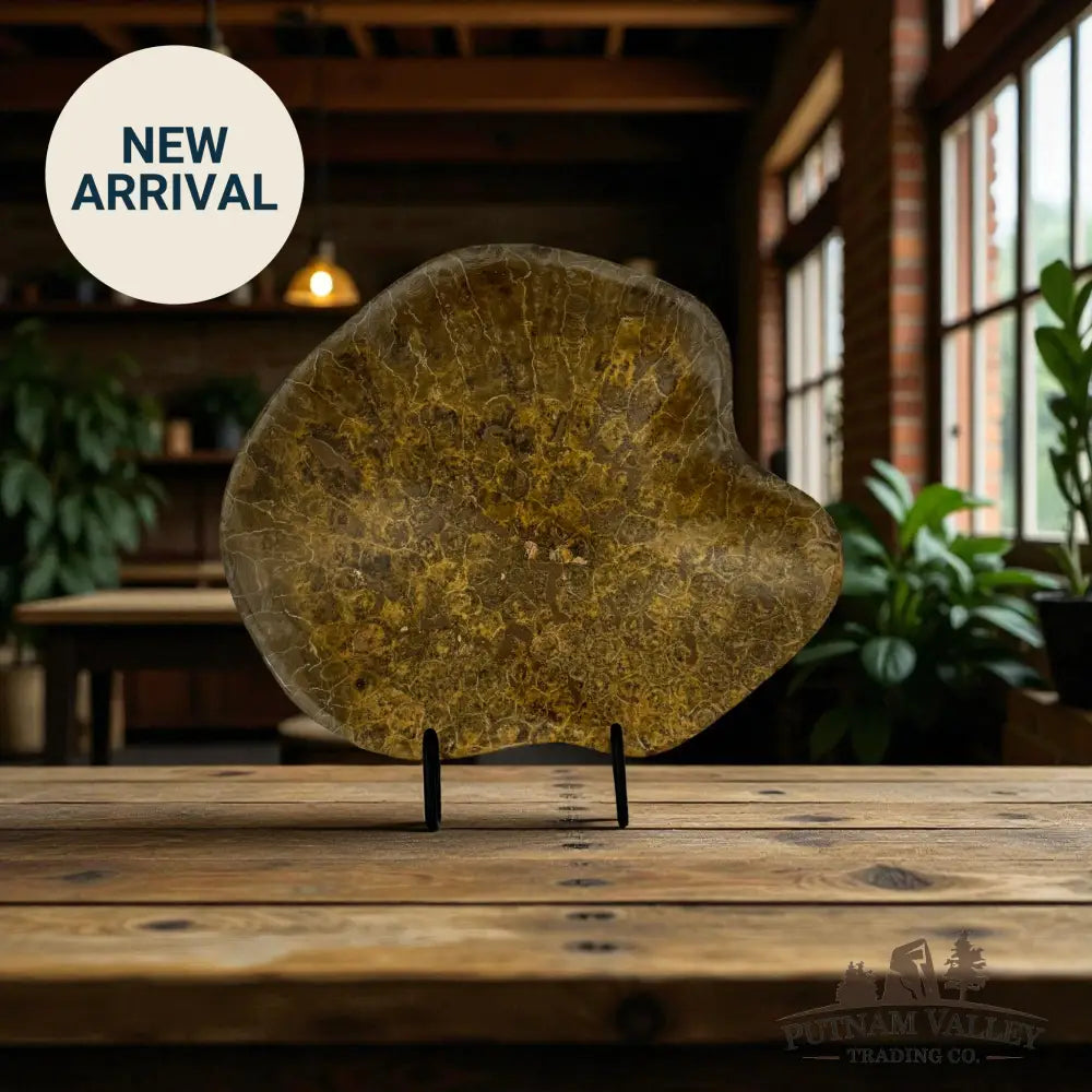 Coral Fossil Bowl Fossil Bowl