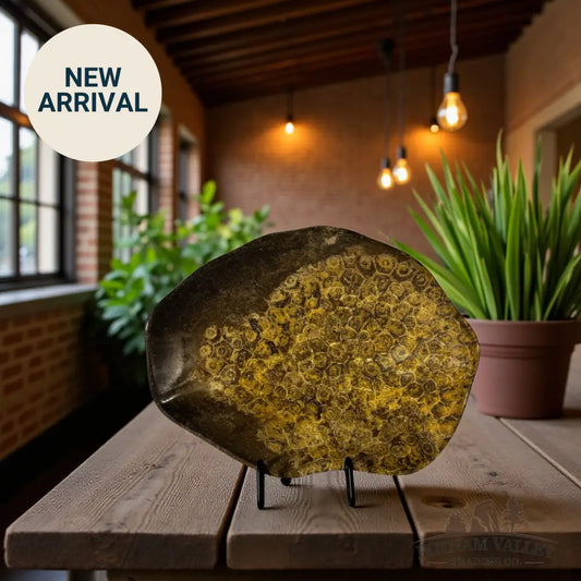 Coral Fossil Bowl Fossil Bowl