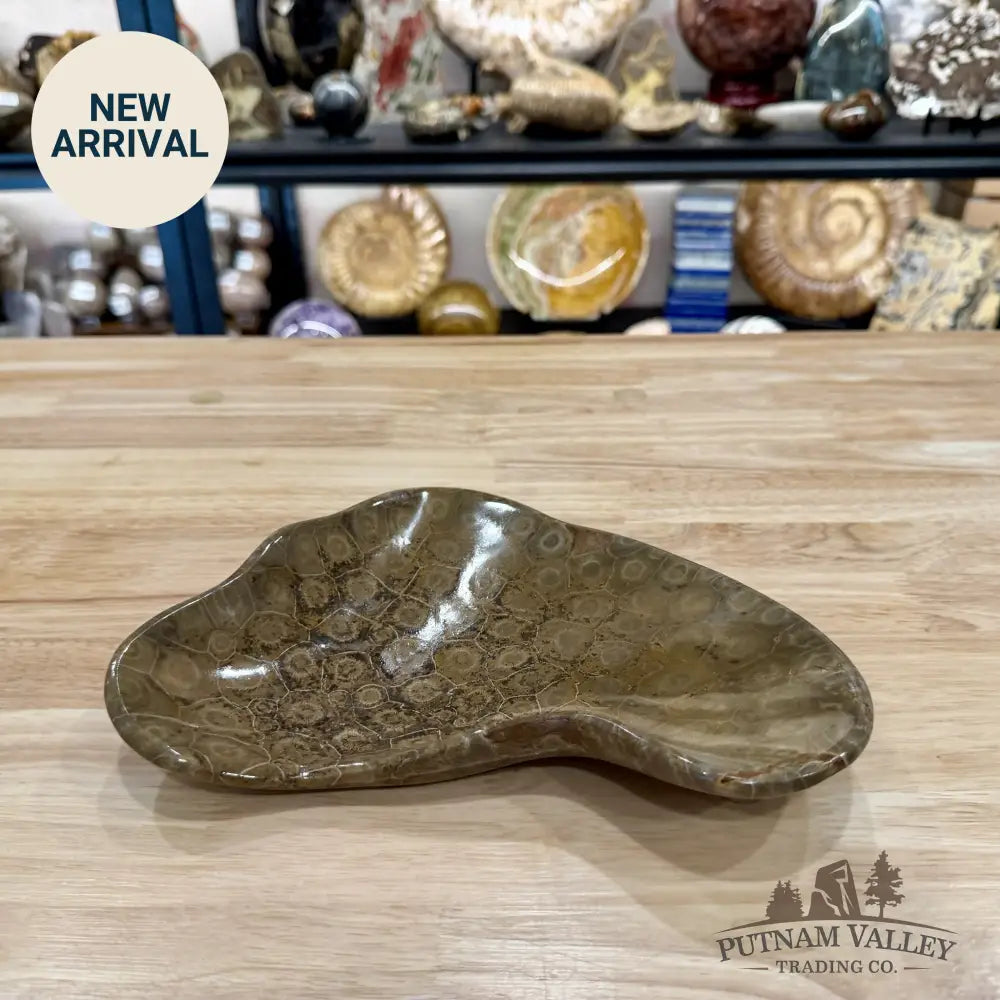 Coral Fossil Bowl 9.36’’ - Fossil Bowl