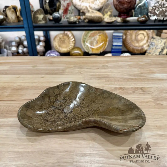 Coral Fossil Bowl 9.36’’ - Fossil Bowl