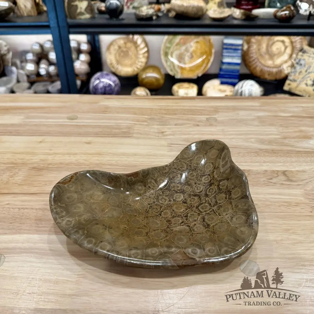 Coral Fossil Bowl 9.36’’ - Fossil Bowl