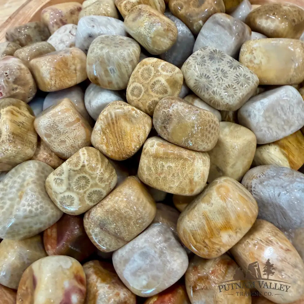 Tumbled Fossilized Coral (½ lb) - Tumbled Stone