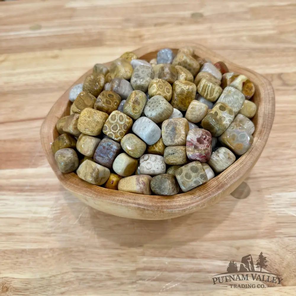 Tumbled Fossilized Coral (½ lb) - Tumbled Stone