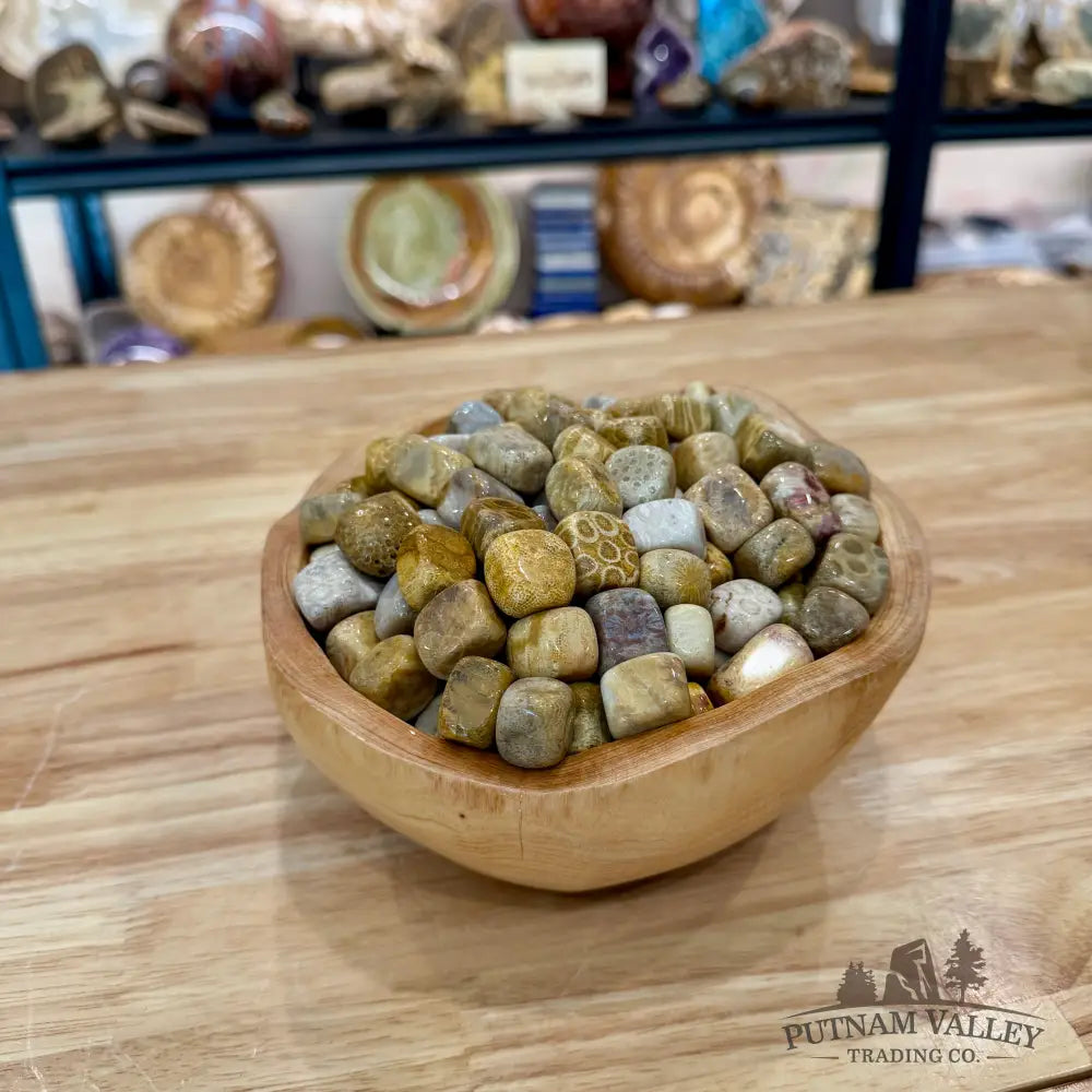 Tumbled Fossilized Coral (½ lb) - Tumbled Stone