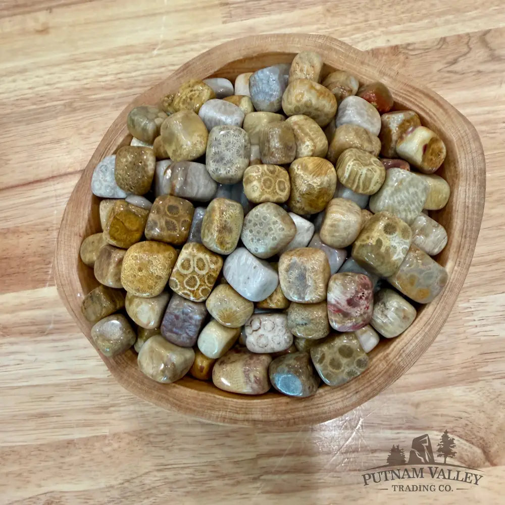 Tumbled Fossilized Coral (½ lb) - Tumbled Stone