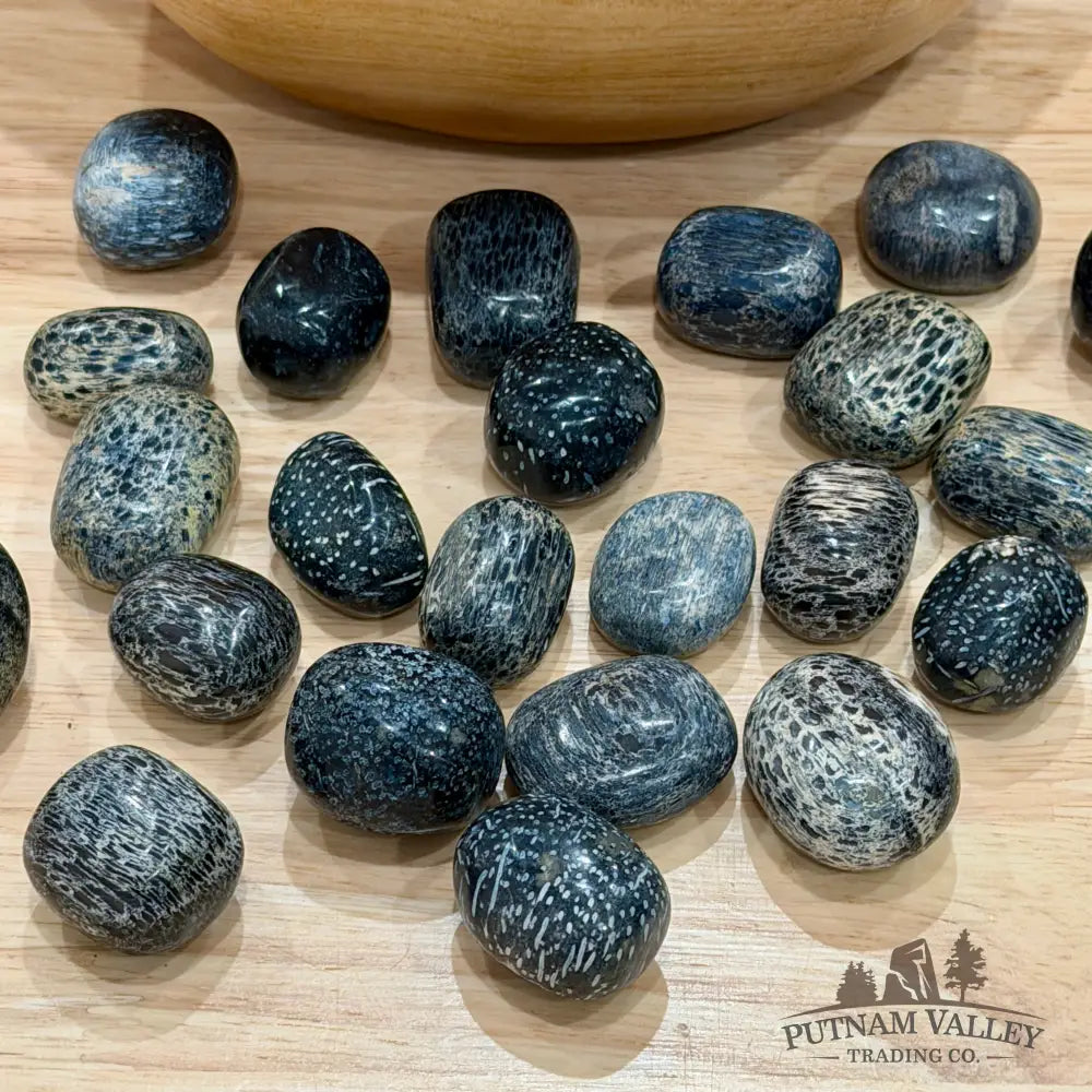 Crinoid Fossil Tumbles (½ lb) - Tumbled Stone