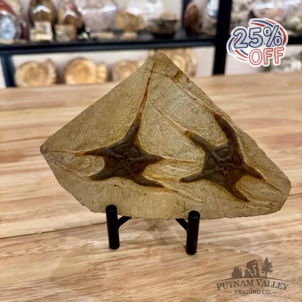 Genuine Double Brittle Star Fossil Fossil