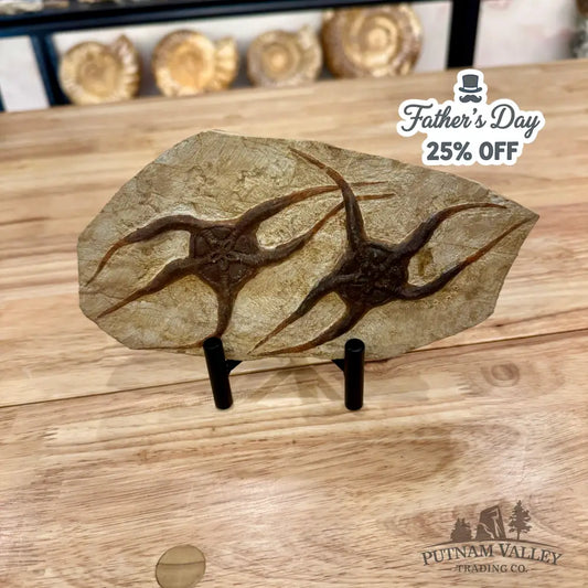 Genuine Double Brittle Star Fossil Fossil