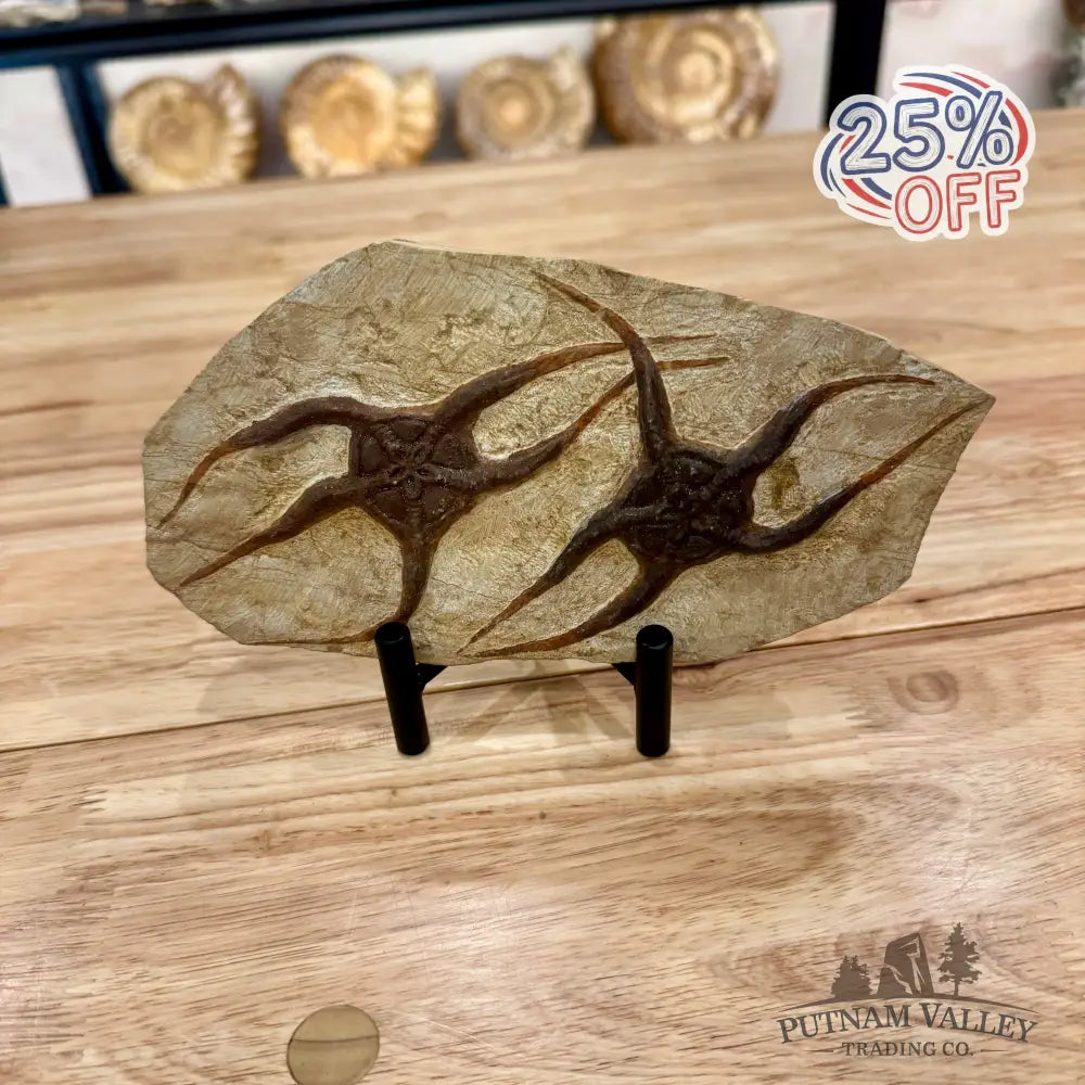 Genuine Double Brittle Star Fossil Fossil