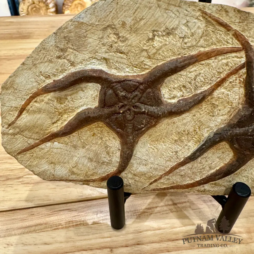 Genuine Double Brittle Star Fossil Fossil