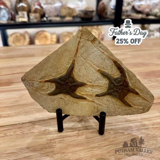Genuine Double Brittle Star Fossil Fossil