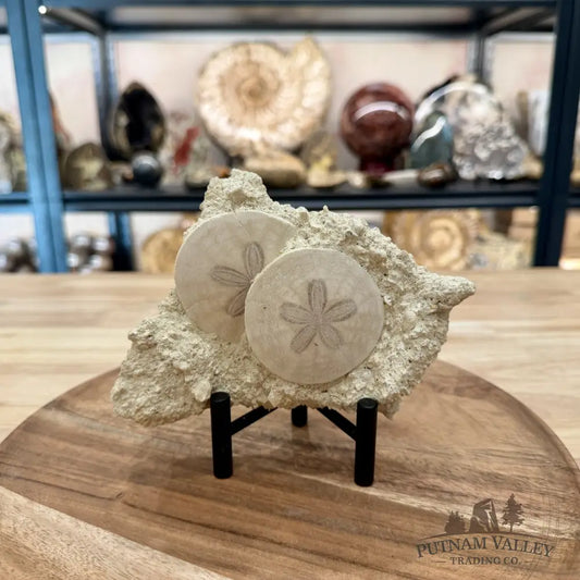 Double Fossil Sand Dollar in Falun Matrix + Stand 2.43’’ - Fossil Specimen