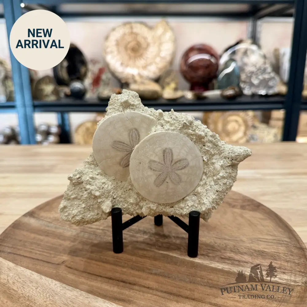 Double Fossil Sand Dollar in Falun Matrix + Stand 2.43’’ - Fossil Specimen