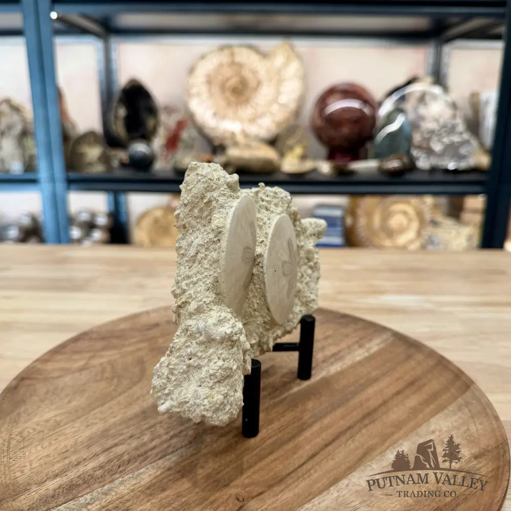 Double Fossil Sand Dollar in Falun Matrix + Stand 2.43’’ - Fossil Specimen