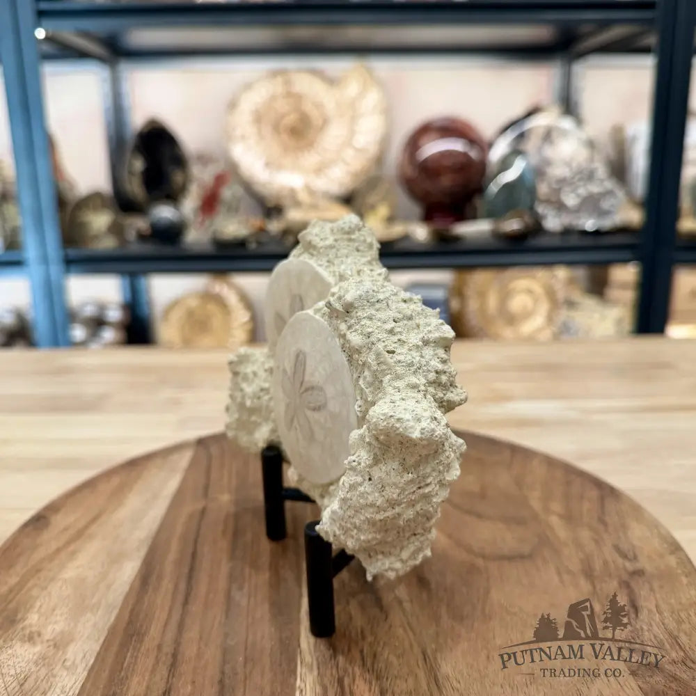 Double Fossil Sand Dollar in Falun Matrix + Stand 2.43’’ - Fossil Specimen