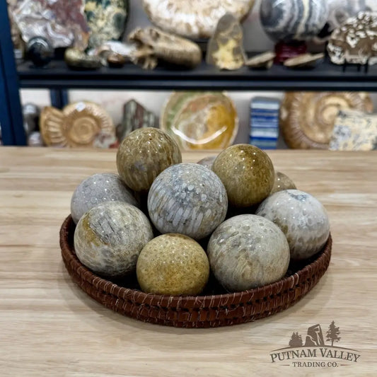 Fossil Coral Spheres | Indonesia - 2’’ - 2.4’’ - Sphere